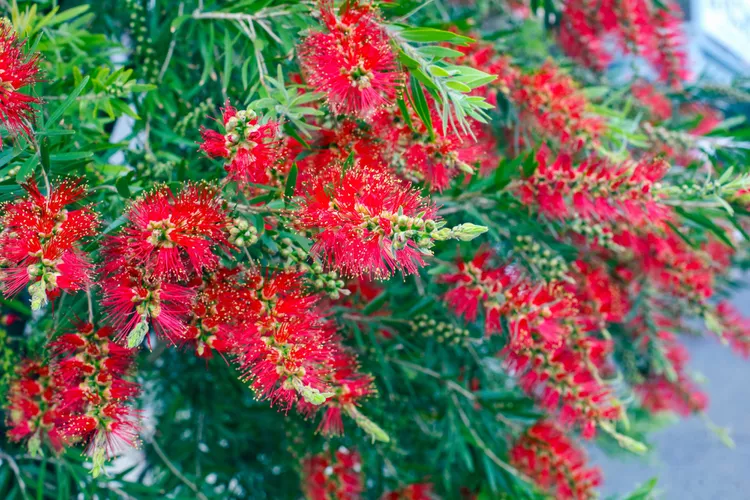 Bottlebrush