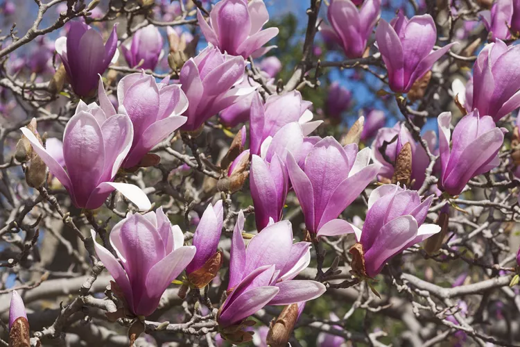 Saucer_Magnolia