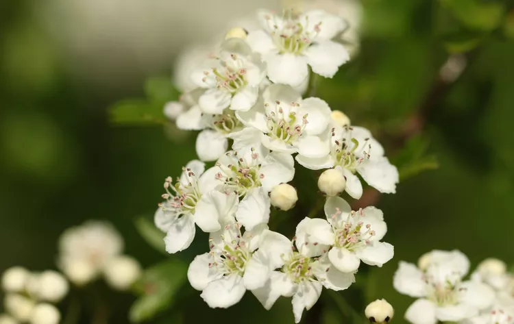 Washington_Hawthorn