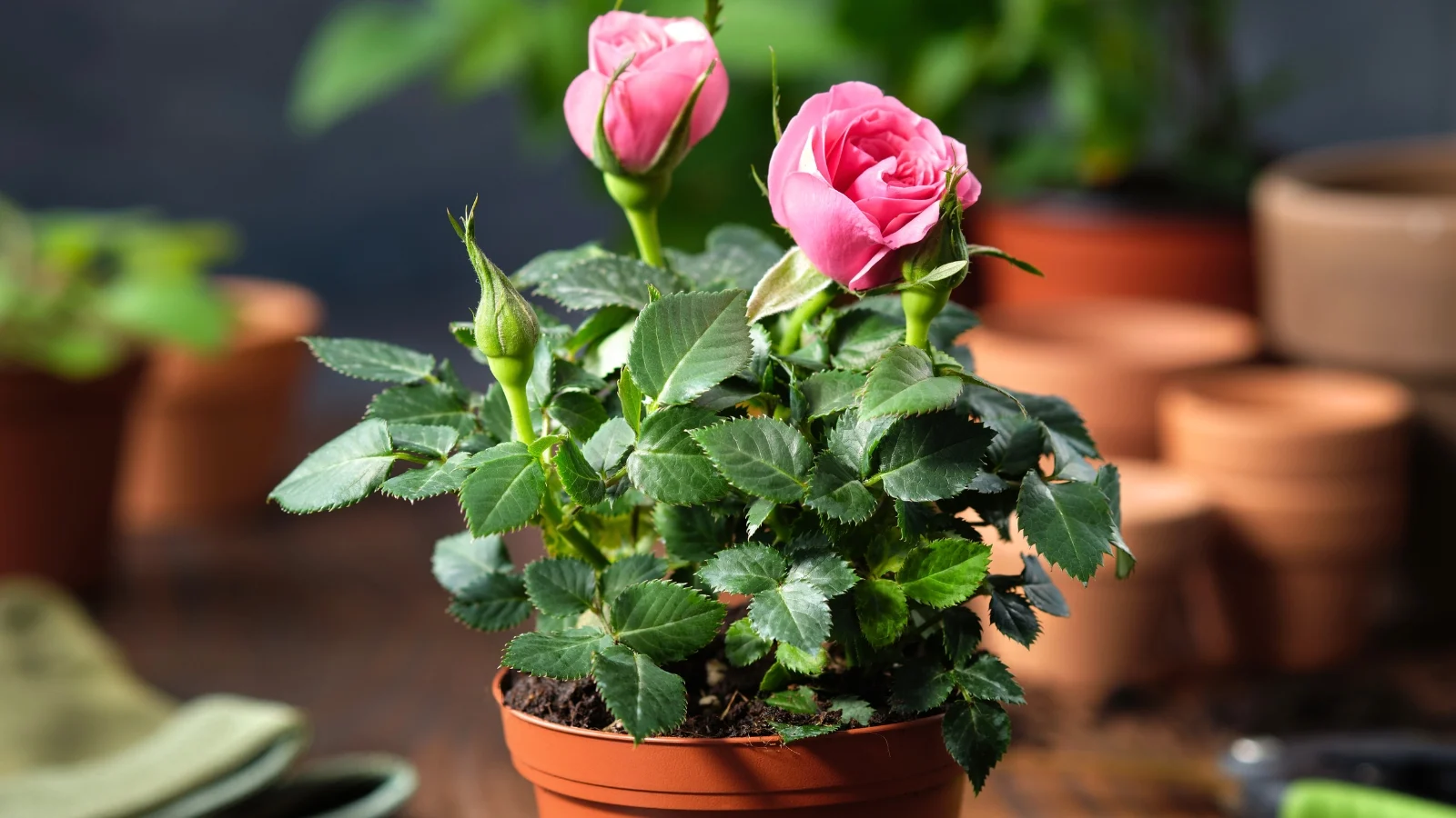 Rose